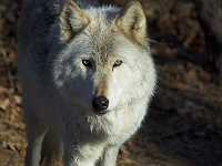 Arctic Wolf 007